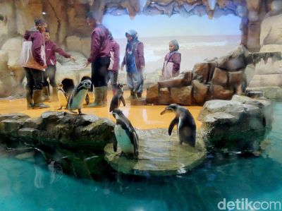 Bermain Sambil Belajar Mengenal Penguin di Ancol Yuk!