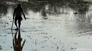 Harapan Petani Ciganjeng di Tengah Ancaman Banjir