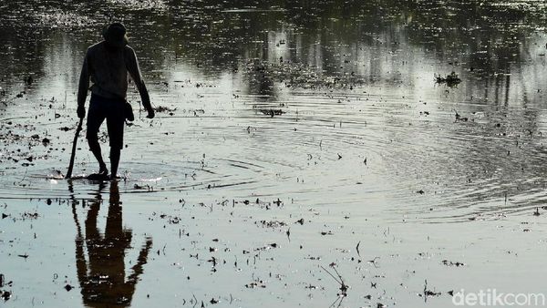 Harapan Petani Ciganjeng di Tengah Ancaman Banjir