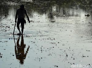 Harapan Petani Ciganjeng di Tengah Ancaman Banjir Harapan Petani Ciganjeng di Tengah Ancaman Banjir