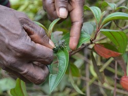 Serangga Vampire, Kuliner Ekstrem dari Papua