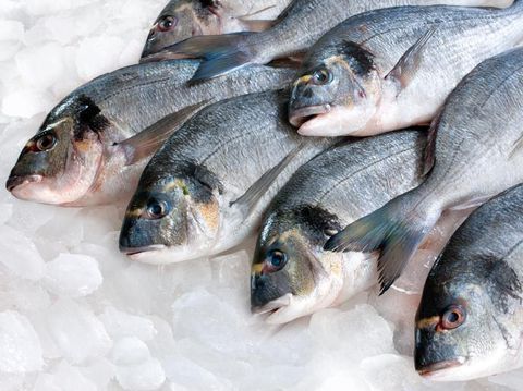 Gilthead (Sparus aurata) on ice at the seafood booth