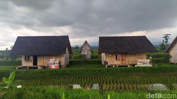 Sawah Cianjur yang Instagrammable Banget!