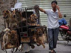 Hii..! Video Anjing Dipanggang Hidup-hidup di China Ini Dikecam Keras
