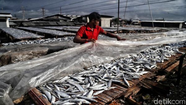 Geliat Produksi Ikan Asin yang Lesu di Musim Hujan