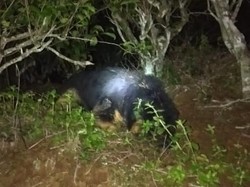 Mangsa Ternak di Bandung Barat, 3 Serigala Ditembak Mati Warga