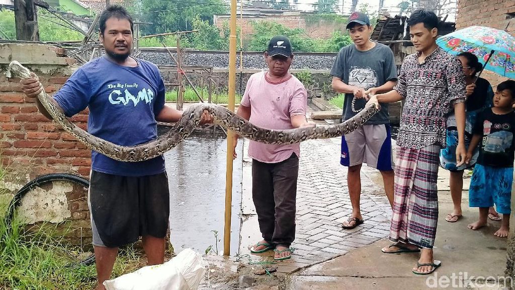 Hii... Ular Sanca 4 Meter Ditemukan Nyangkut di Jaring Sampah Hii... Ular Sanca 4 Meter Ditemukan Nyangkut di Jaring Sampah