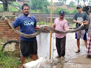 Hii... Ular Sanca 4 Meter Ditemukan Nyangkut di Jaring Sampah