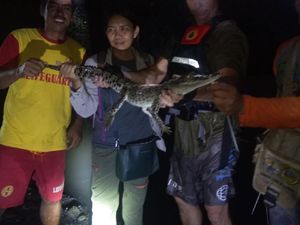 Anak Buaya di Sungai Denpasar yang Bikin Resah Warga Ditangkap