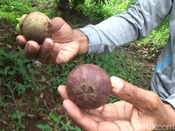 Virus Corona Merajalela, Ekspor Manggis ke China Ditunda