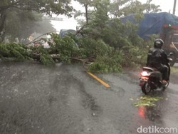 Angin Kencang Tumbangkan Pohon Besar di Pasuruan, Lalin Pantura Macet