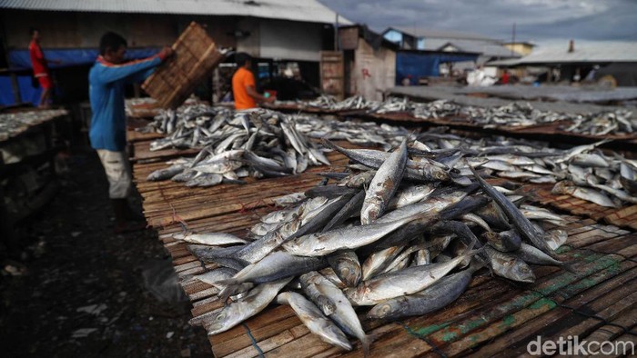 Geliat Produksi Ikan Asin Lesuh di Musim Hujan Saat musim hujam, produksi ikan asin di Muara Angke menurun karena lamanya pengeringan. Sehingga pasokan ikan asin semakin menurun.