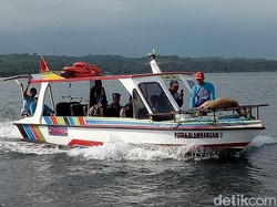 Begini Nasib Kijang yang Berenang dari Bali ke Banyuwangi