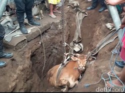 Sapi Tercebur Sumur di Situbondo, Evakuasinya Libatkan TNI dan Alat Berat
