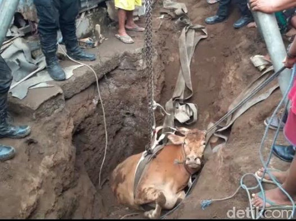23 Sapi Mendadak Mati di Bali, Diduga karena Tympani 23 Sapi Mendadak Mati di Bali, Diduga karena Tympani