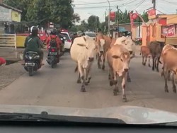 Pengendara di Jalan Tamangapa Makassar Digeruduk Gerombolan Sapi