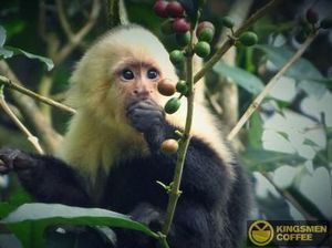 Kopi Gajah hingga Monyet, 5 Kopi Fermentasi Hewan yang Nikmat Kopi Gajah hingga Monyet, 5 Kopi Fermentasi Hewan yang Nikmat