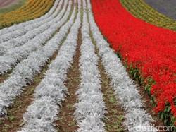 Jangan Salah Lihat, Ini Hamparan Bunga Bukan Karpet