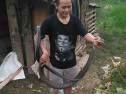 Berbekal Tutorial YouTube, Pria Cianjur Berani Tangkap King Cobra