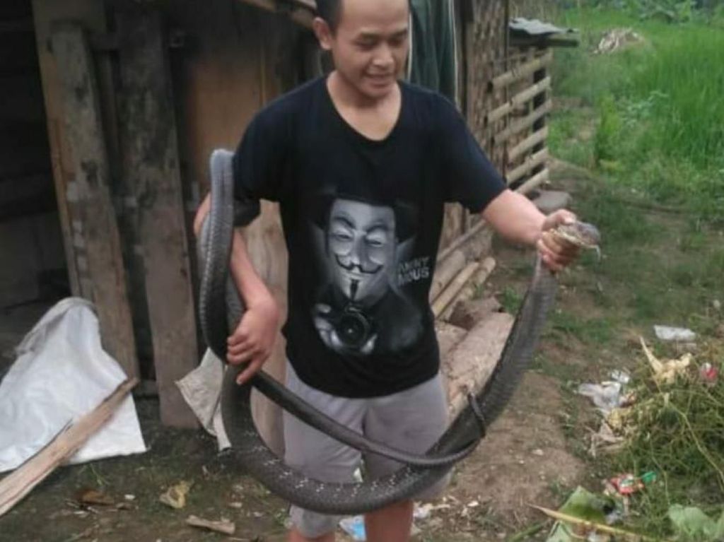 Berbekal Tutorial YouTube, Pria Cianjur Berani Tangkap King Cobra Berbekal Tutorial YouTube, Pria Cianjur Berani Tangkap King Cobra