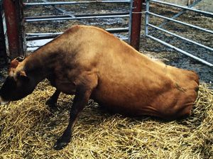 Sapi Gila hingga Daging Tikus, 5 Skandal Makanan yang Gemparkan Dunia Sapi Gila hingga Daging Tikus, 5 Skandal Makanan yang Gemparkan Dunia
