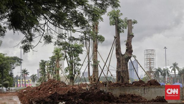 'Misteri' Pohon Mahoni Hasil Revitalisasi Monas ala Anies
