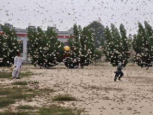 Diserbu Hama Belalang, Pakistan Deklarasikan Darurat Nasional Diserbu Hama Belalang, Pakistan Deklarasikan Darurat Nasional