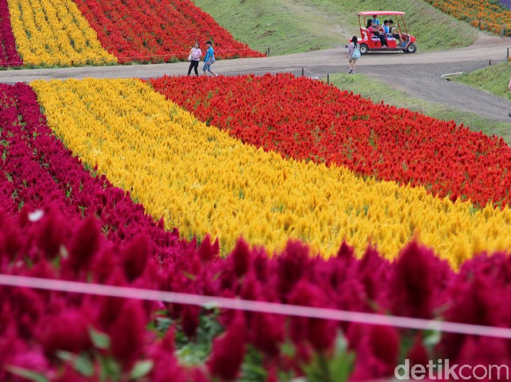 Taman Bunga Cantik di Kota Terdingin Jepang