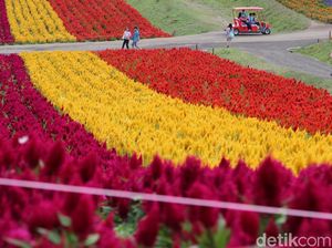 Taman Bunga Cantik di Kota Terdingin Jepang Taman Bunga Cantik di Kota Terdingin Jepang