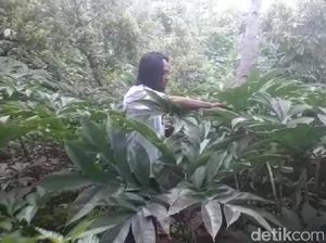 Menghitung Keuntungan Tanam Porang ala Mantan Pemulung yang Jadi Miliarder Menghitung Keuntungan Tanam Porang ala Mantan Pemulung yang Jadi Miliarder