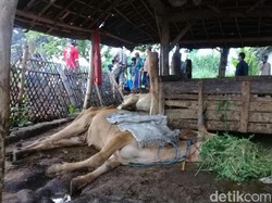9 Ternak Sapi Mati Mendadak di Situbondo, Dinas Peternakan Turunkan Tim