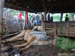 9 Ternak Sapi Mati Mendadak di Situbondo, Dinas Peternakan Turunkan Tim 9 Ternak Sapi Mati Mendadak di Situbondo, Dinas Peternakan Turunkan Tim