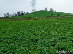 SAR OPA Jember Sebut Penyebab Banjir Bandang Ijen karena Alih Fungsi Hutan
