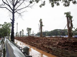 #MisteriPohonMahoni di Monas Tetap Misteri