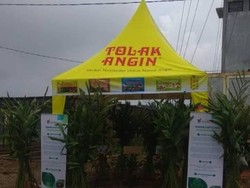 Rehab Lokasi Bencana, Sido Muncul Tanam Bibit Sengon & Kapulaga