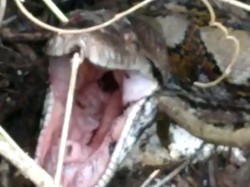 Ular Sanca 7 Meter Pemangsa Babi Ditemukan di Aceh