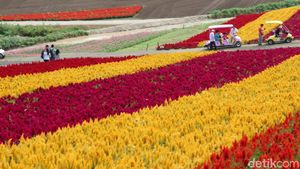 Hamparan Kebun Bunga Cantik di Hokkaido Jepang