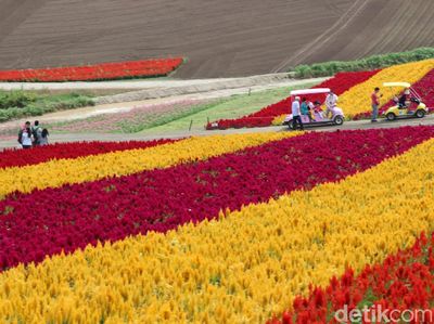 Hamparan Kebun Bunga Cantik di Hokkaido Jepang