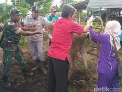 Dinas Peternakan Jatim Ambil Sampel Kotoran dan Darah Sapi Mati Mendadak