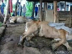 9 Ekor Ternak Sapi Mati Mendadak di Situbondo Diduga Perut Kembung
