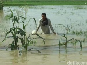 Hujan 4 Jam, Ratusan Hektare Sawah dan Jalan di Lamongan Terendam