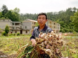 RI Rajin Impor Sayuran dari China
