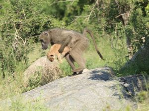 Heboh Simba dan Rafiki The Lion King di Dunia Nyata