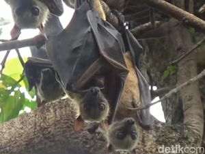 Cerita Warga Kampung Kelelawar Maros di Tengah Merebaknya Virus Corona