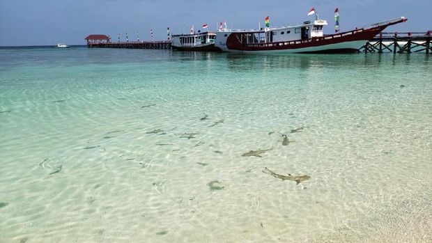 Pulau Tinabo, Surganya Hiu dari Indonesia