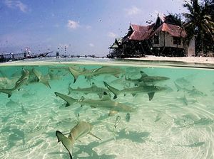 Pulau Tinabo Rumah Nyaman untuk Bayi-Bayi Hiu Pulau Tinabo Rumah Nyaman untuk Bayi-Bayi Hiu