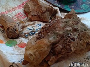 Warga Madiun Temukan Tulang Diduga Fosil Hewan Purba