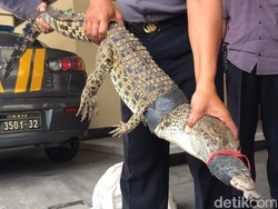 Kasihan, Buaya Muara Ini Ditemukan Terikat Lakban di Sungai Progo Sleman