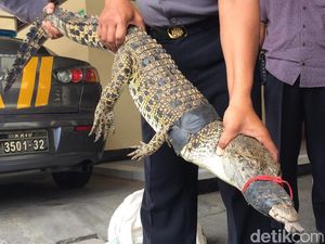 Kasihan, Buaya Muara Ini Ditemukan Terikat Lakban di Sungai Progo Sleman Kasihan, Buaya Muara Ini Ditemukan Terikat Lakban di Sungai Progo Sleman