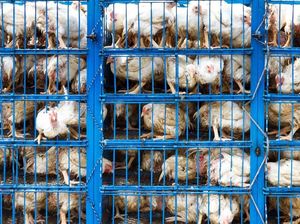 Hewan yang Diimpor dari China Wajib Dikembalikan atau Dimusnahkan